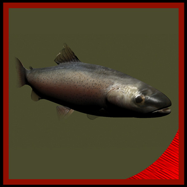 3d rainbow trout underwater fish model - Rainbow Trout fish... by gauthier12